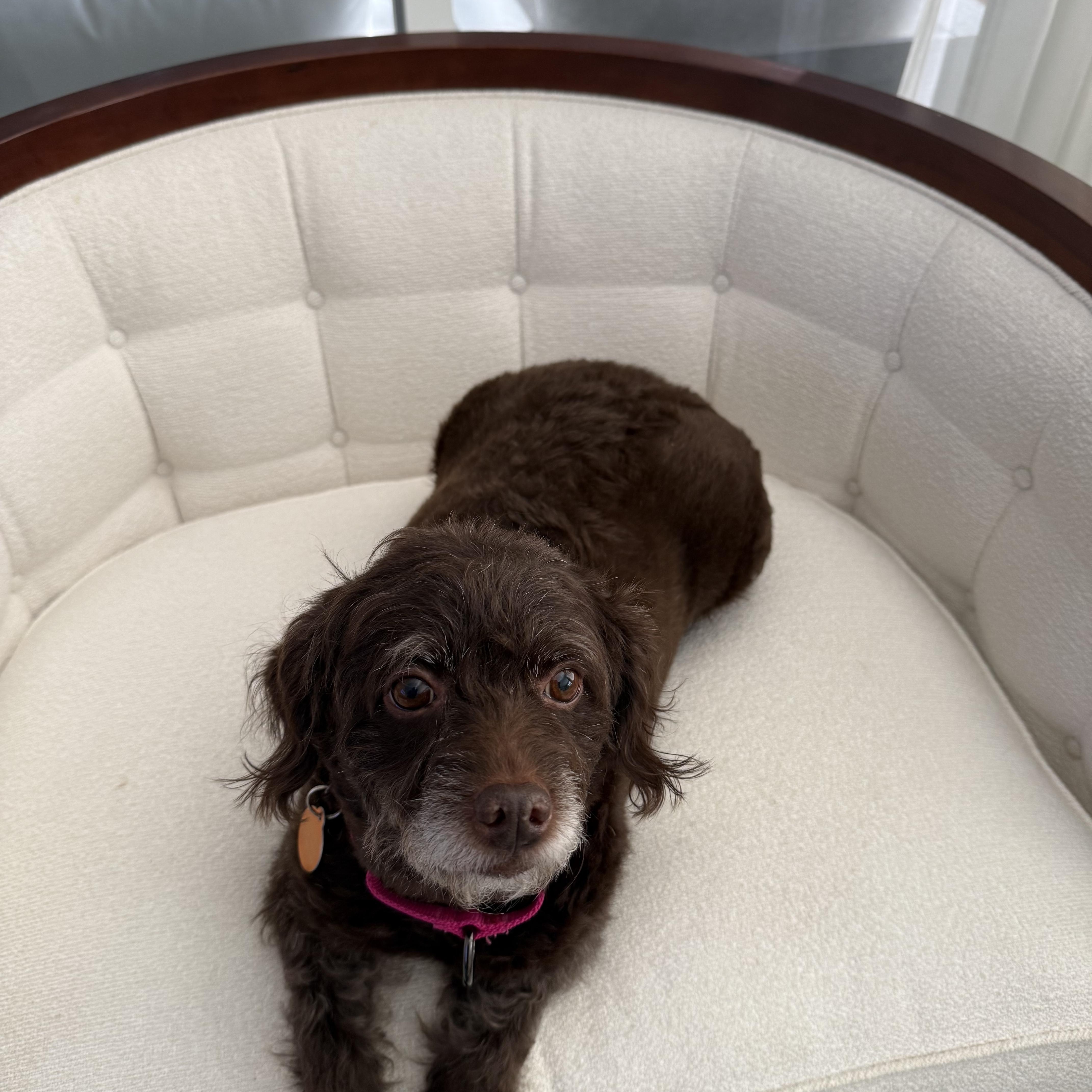 Enlarge Lily, an adopted Labradoodle in Lake Worth, FL image 2/6