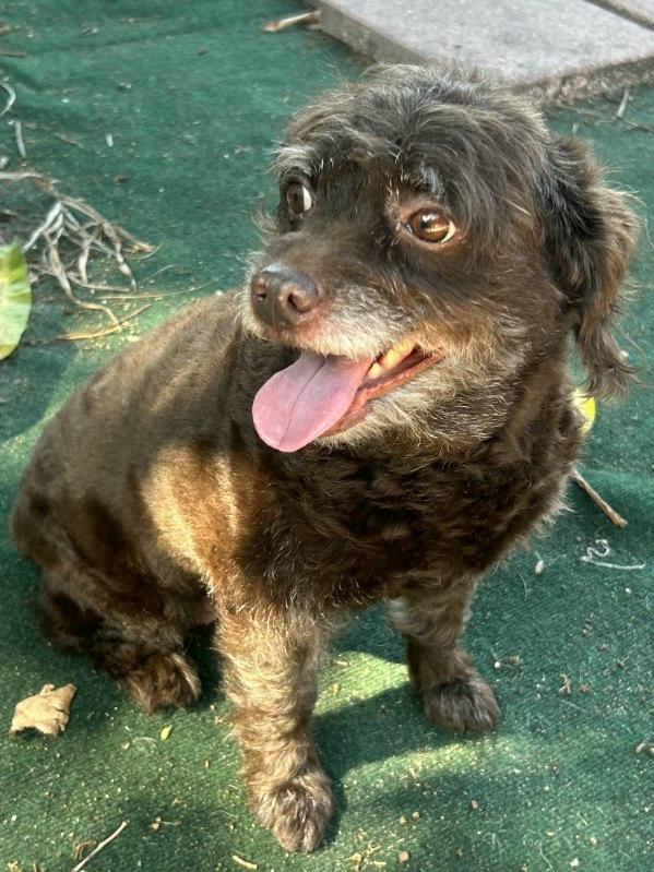 Enlarge Lily, an adopted Labradoodle in Lake Worth, FL image 3/6