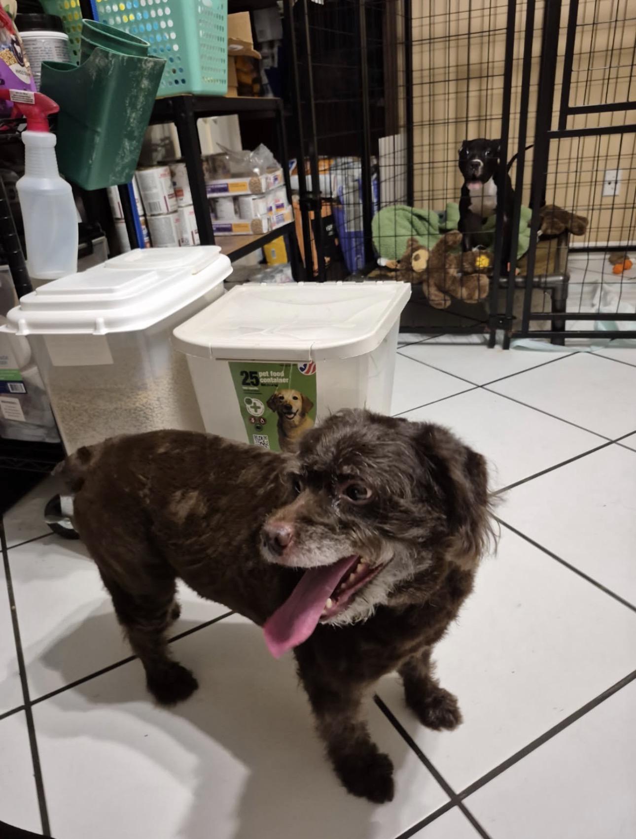 Enlarge Lily, a ADOPTABLE mixed breed in Lake Worth, FL image 3/6