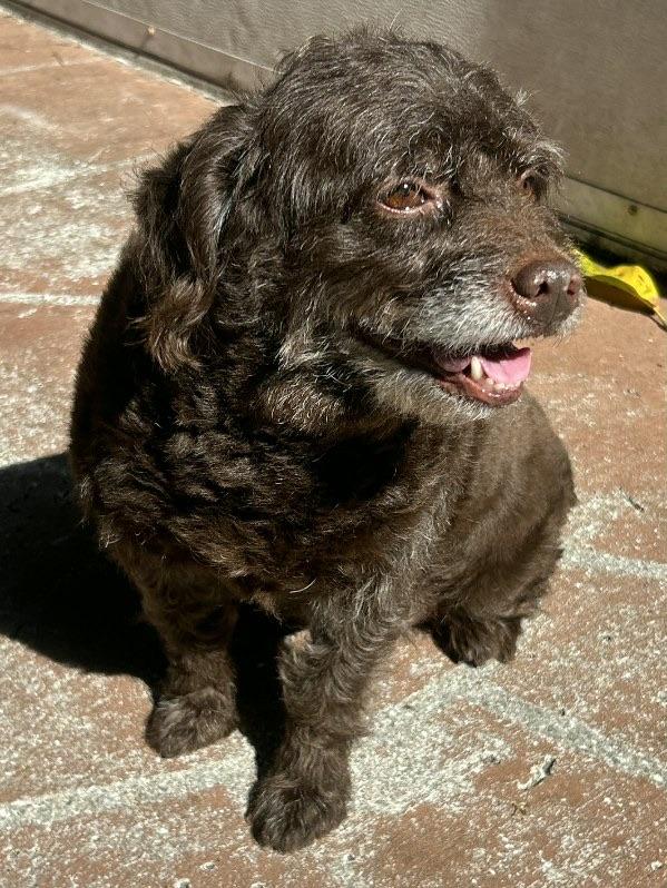 Enlarge Lily, an adopted Labradoodle in Lake Worth, FL image 4/6