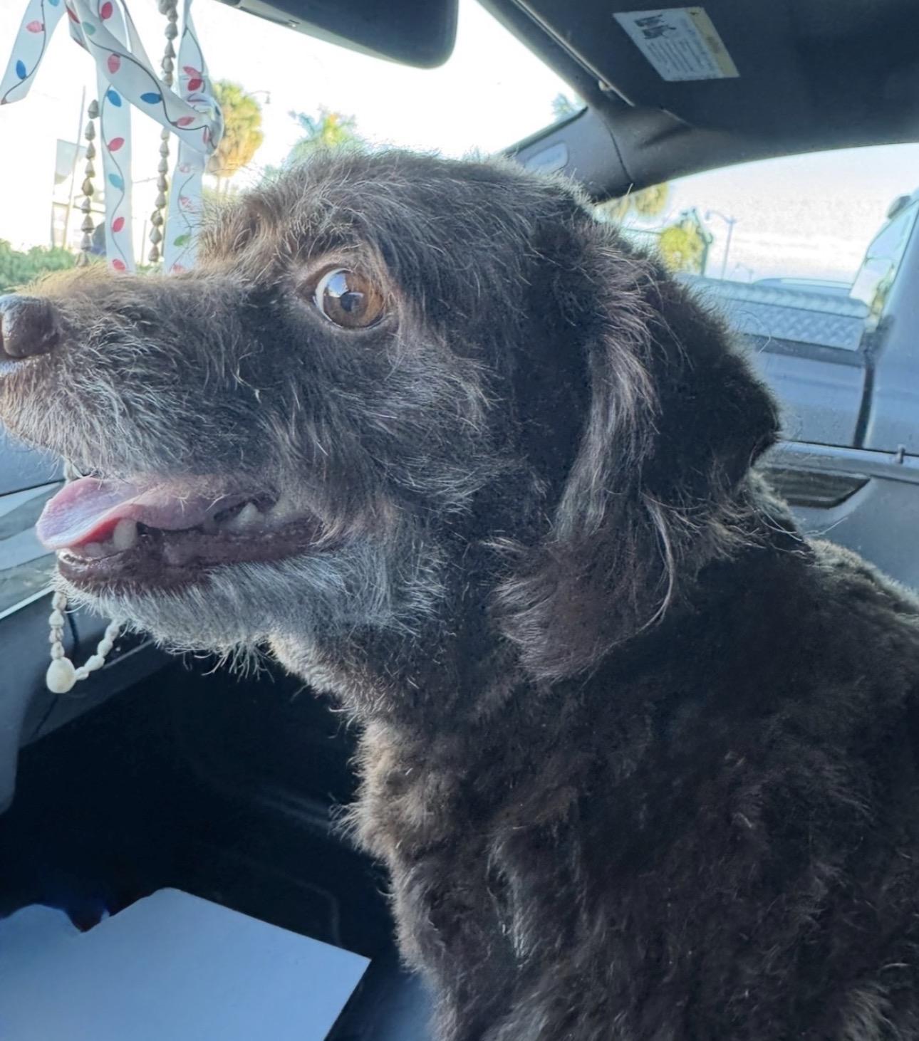 Enlarge Lily, a ADOPTABLE mixed breed in Lake Worth, FL image 4/6