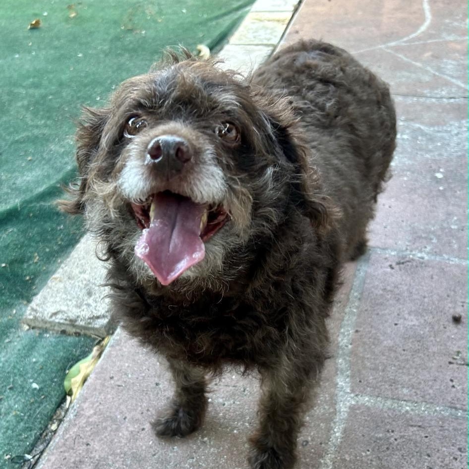 Enlarge Lily, a ADOPTABLE mixed breed in Lake Worth, FL image 1/6