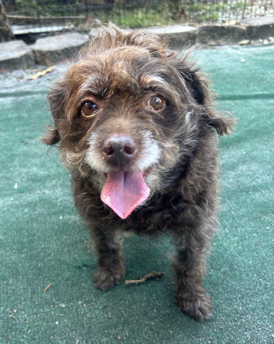 Enlarge Lily, a ADOPTABLE mixed breed in Lake Worth, FL image 5/6