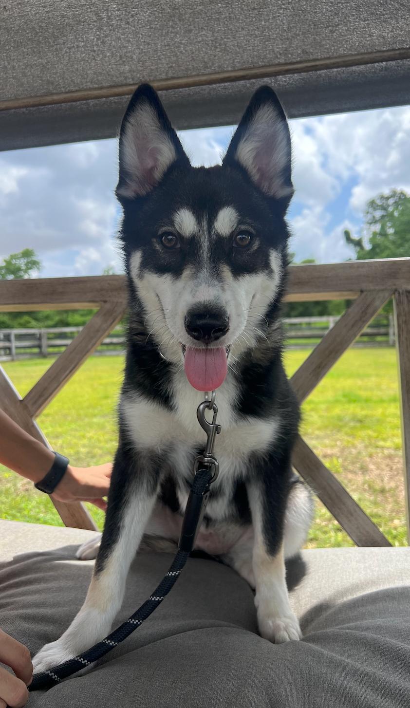 MADDIE, an adopted Husky in Portland, OR 97217, WA image 1/6