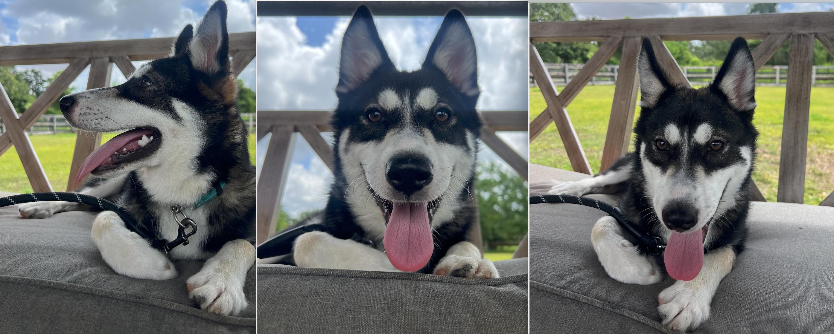 MADDIE, an adopted Husky in Portland, OR 97217, WA image 6/6