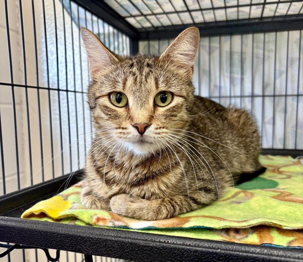 Sienna, Adoptable, Young Female Domestic Short Hair.