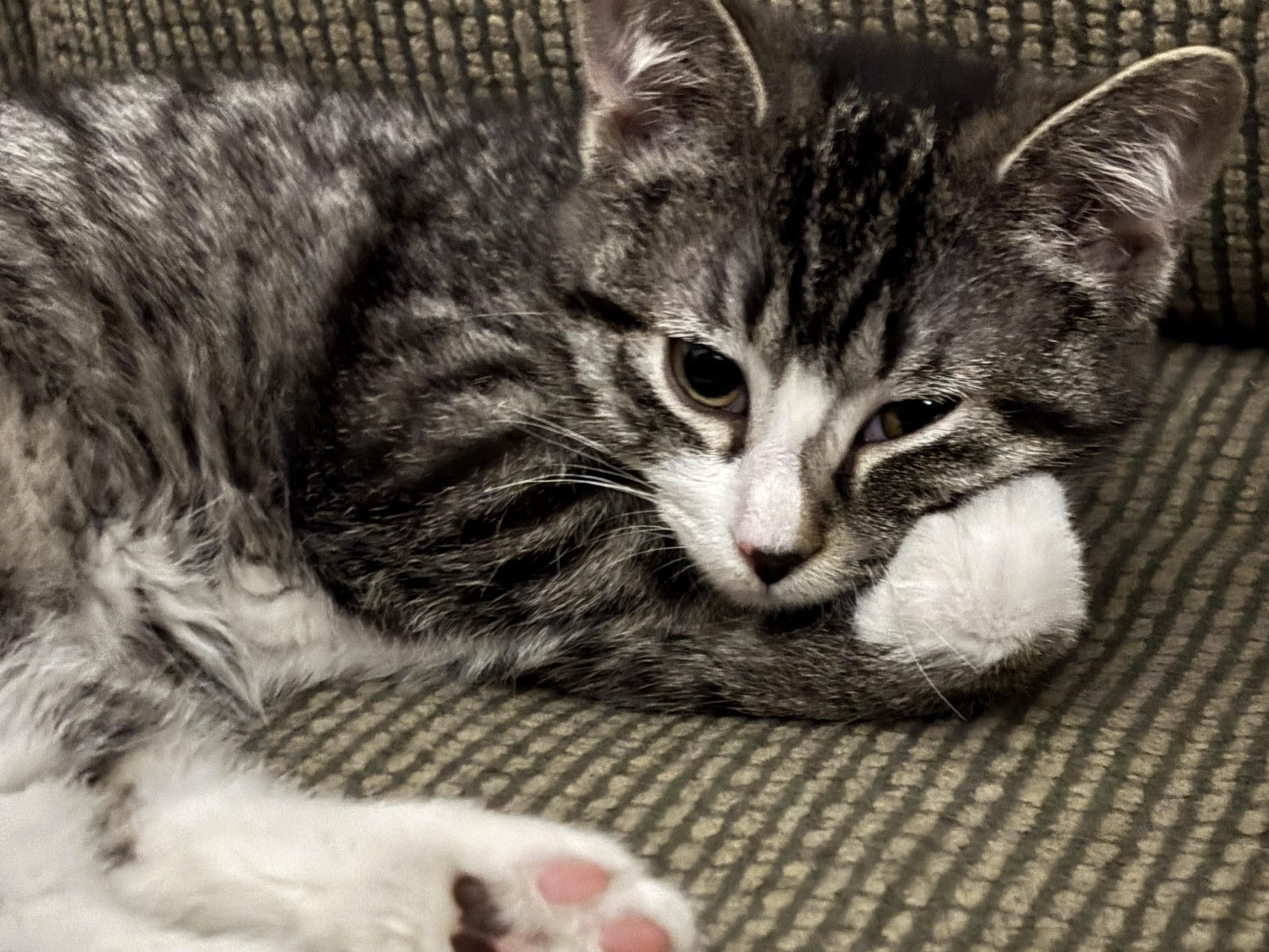 Enlarge Maude (and Elsa), a Adoptable Domestic Short Hair in Johnsburg, IL image 3/5