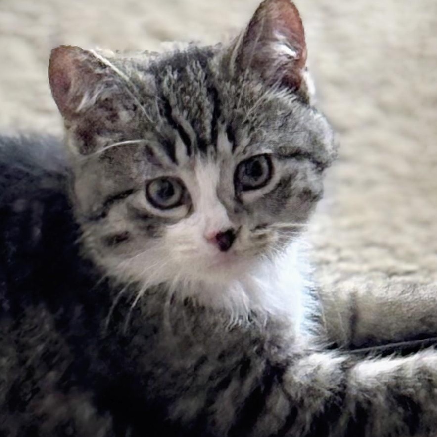 Enlarge Maude (and Elsa), a Adoptable Domestic Short Hair in Johnsburg, IL image 2/5