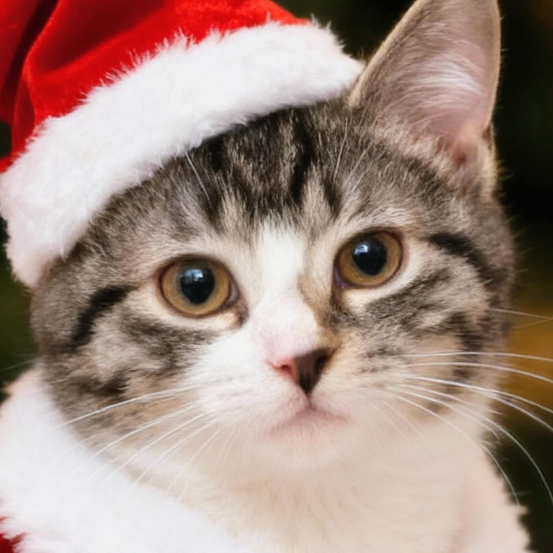 Enlarge Maude (and Elsa), a Adoptable Domestic Short Hair in Johnsburg, IL image 1/5