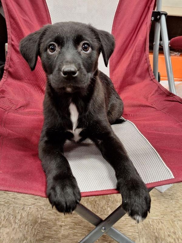 Cindy Lou Who, a Adoptable Labrador Retriever in House Springs, MO image 1/3