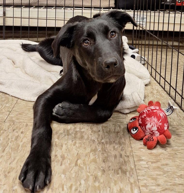 Enlarge Cindy Lou Who, a Adoptable Labrador Retriever in House Springs, MO image 1/3