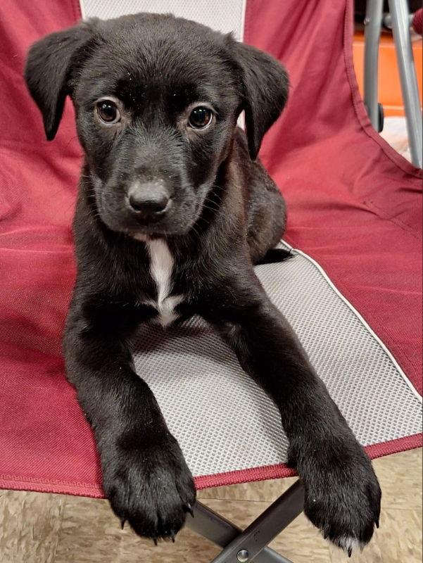 Cindy Lou Who, a Adoptable Labrador Retriever in House Springs, MO image 3/3
