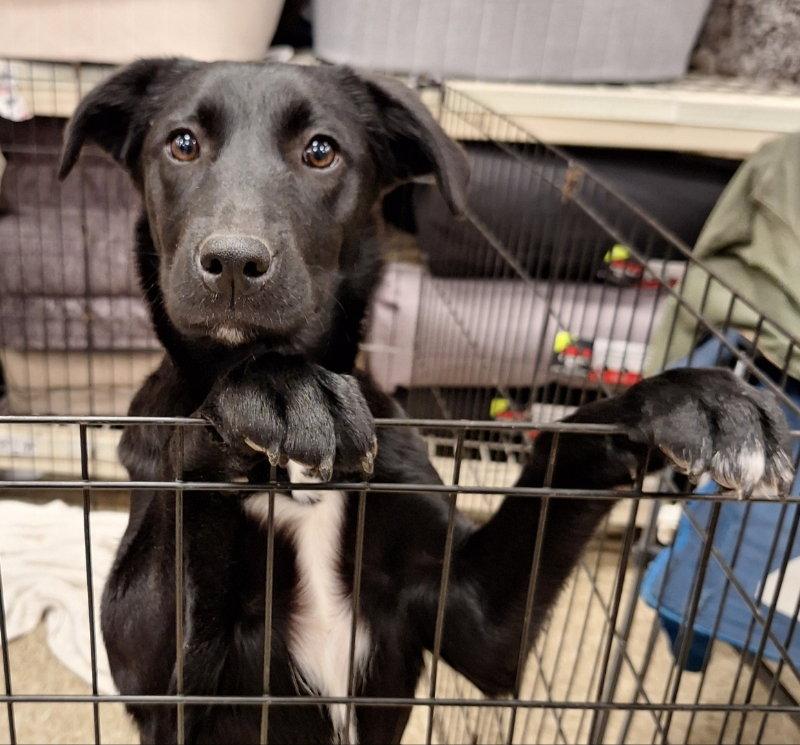 Enlarge Cindy Lou Who, a Adoptable Labrador Retriever in House Springs, MO image 3/3