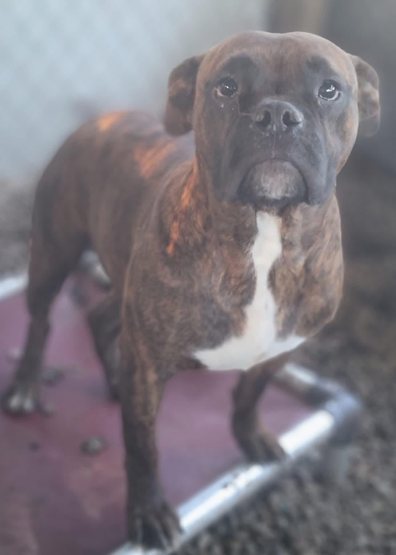 Enlarge Pi, a Adoptable Boxer in Fountaintown, IN image 3/3