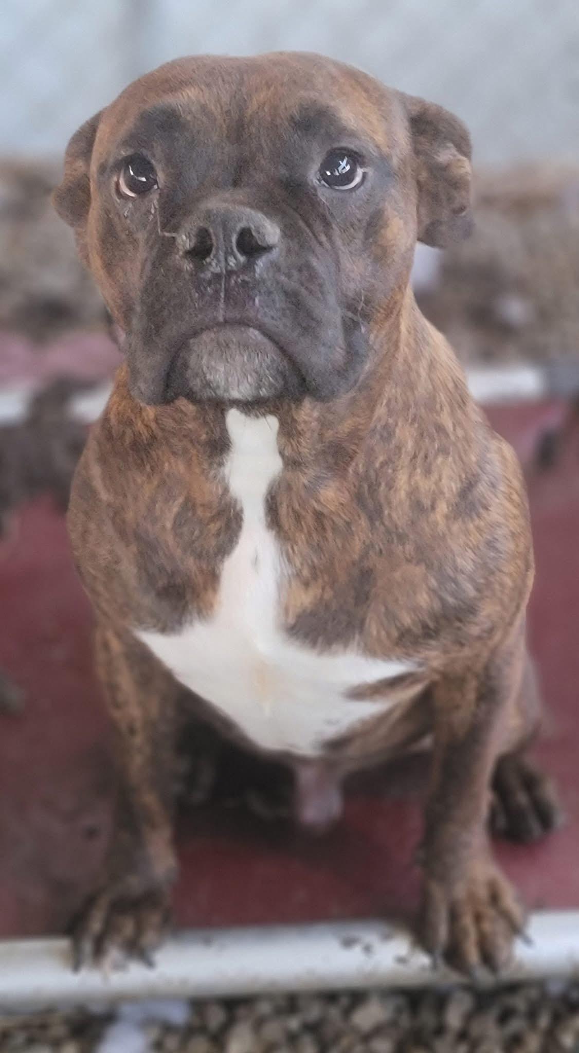 Pi, Adoptable, Young Male Boxer.