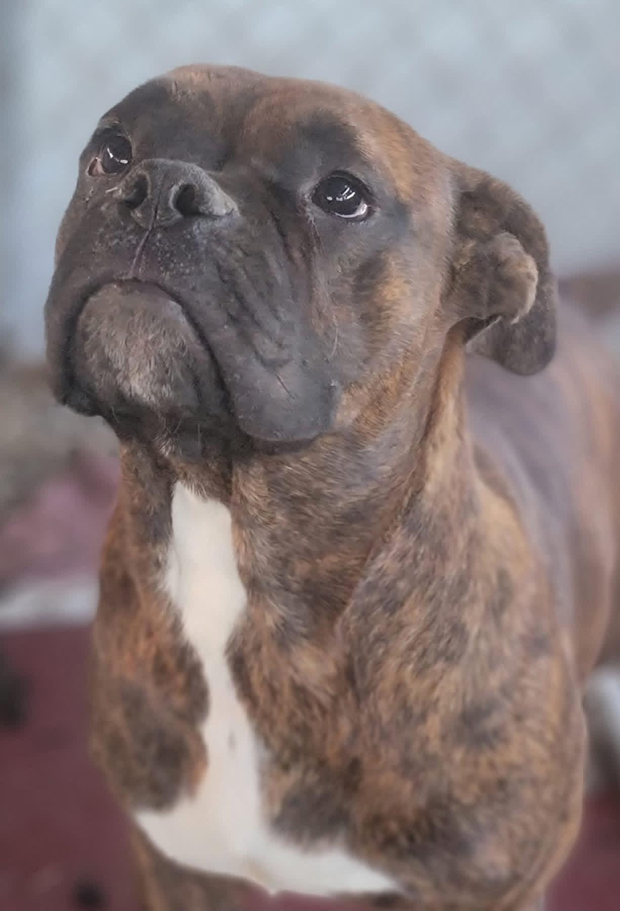 Enlarge Pi, a Adoptable Boxer in Fountaintown, IN image 2/3