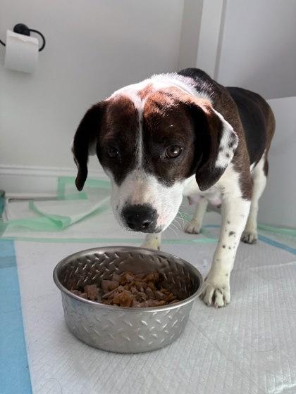 Mabel, Adoptable, Adult Female Beagle & Mixed Breed.