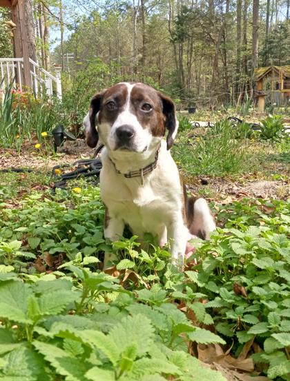 Mabel, a Adoptable mixed breed in King William, VA image 2/2