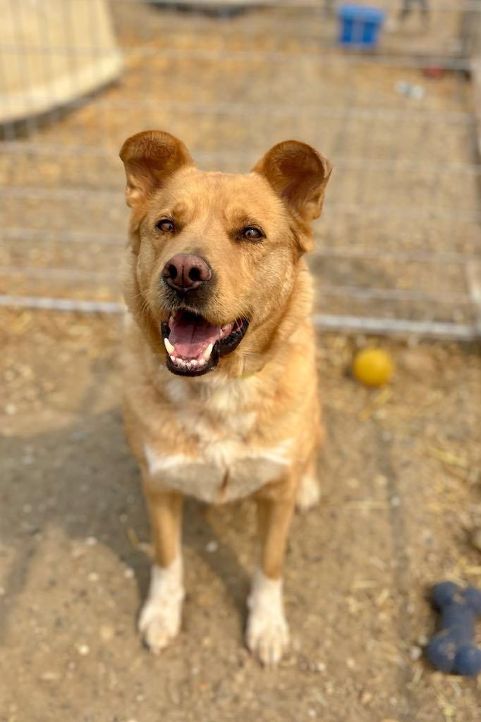 Enlarge Shasta, a Adoptable mixed breed in Peace River, AB image 1/1