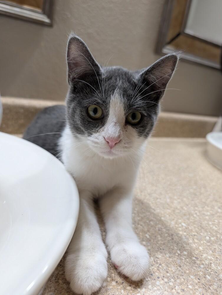 Sophia, Adopted, Kitten Female Domestic Short Hair.