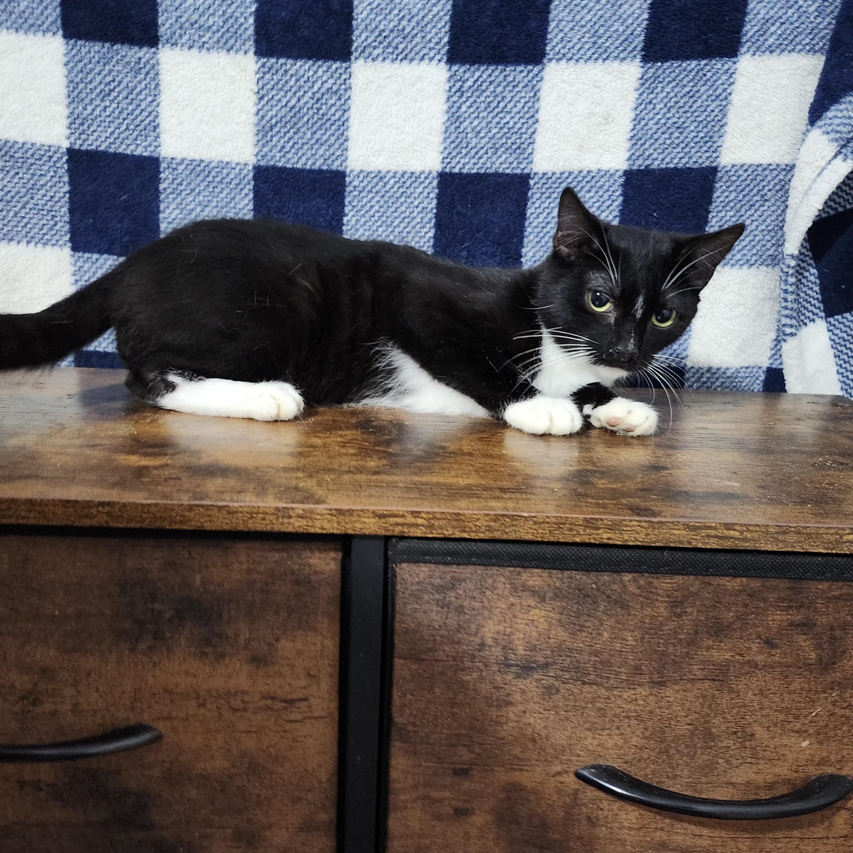 Mcracken, Adoptable, Young Male Domestic Short Hair.