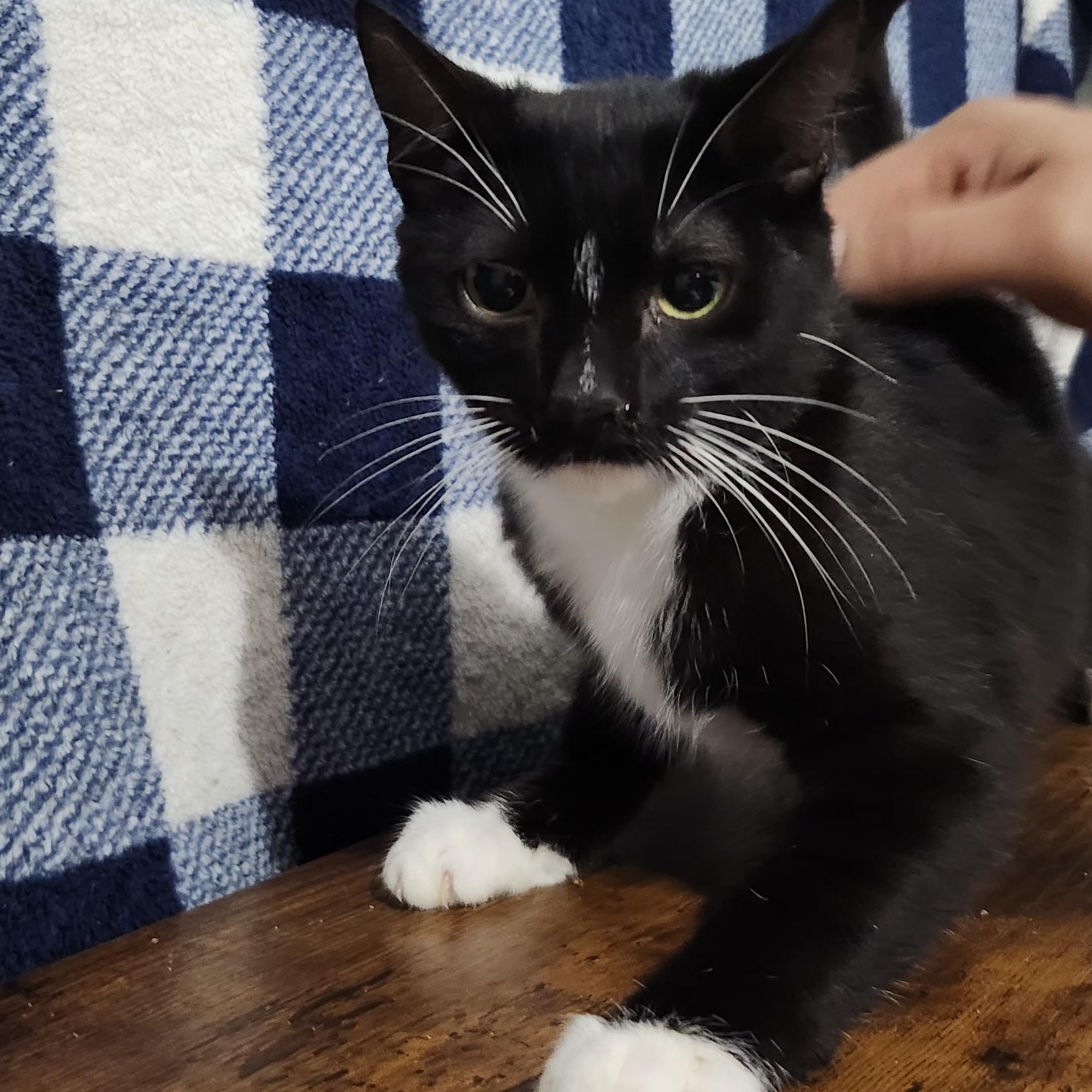 Mcracken, a Adoptable Domestic Short Hair in Long Beach, CA image 2/4