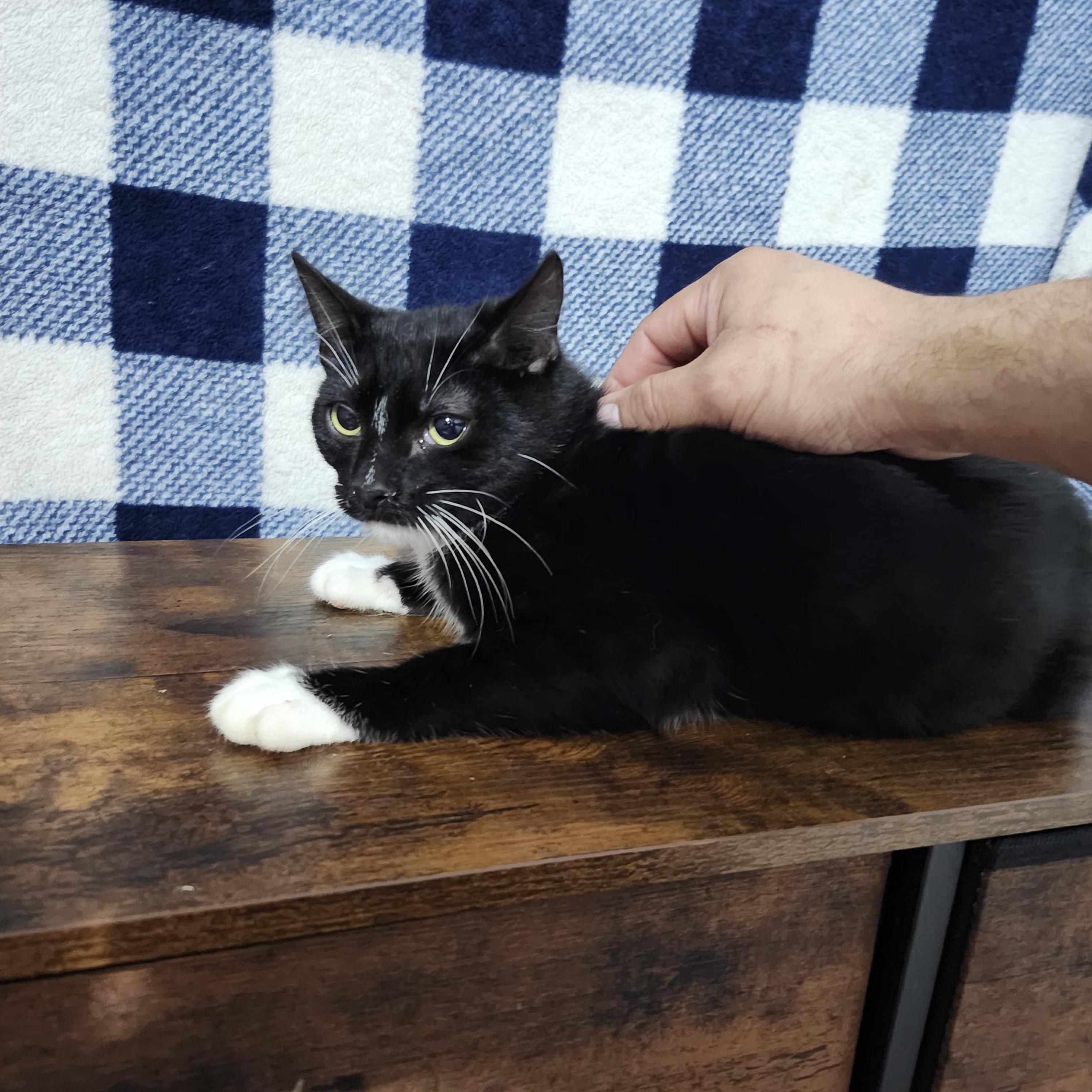 Mcracken, a Adoptable Domestic Short Hair in Long Beach, CA image 3/4