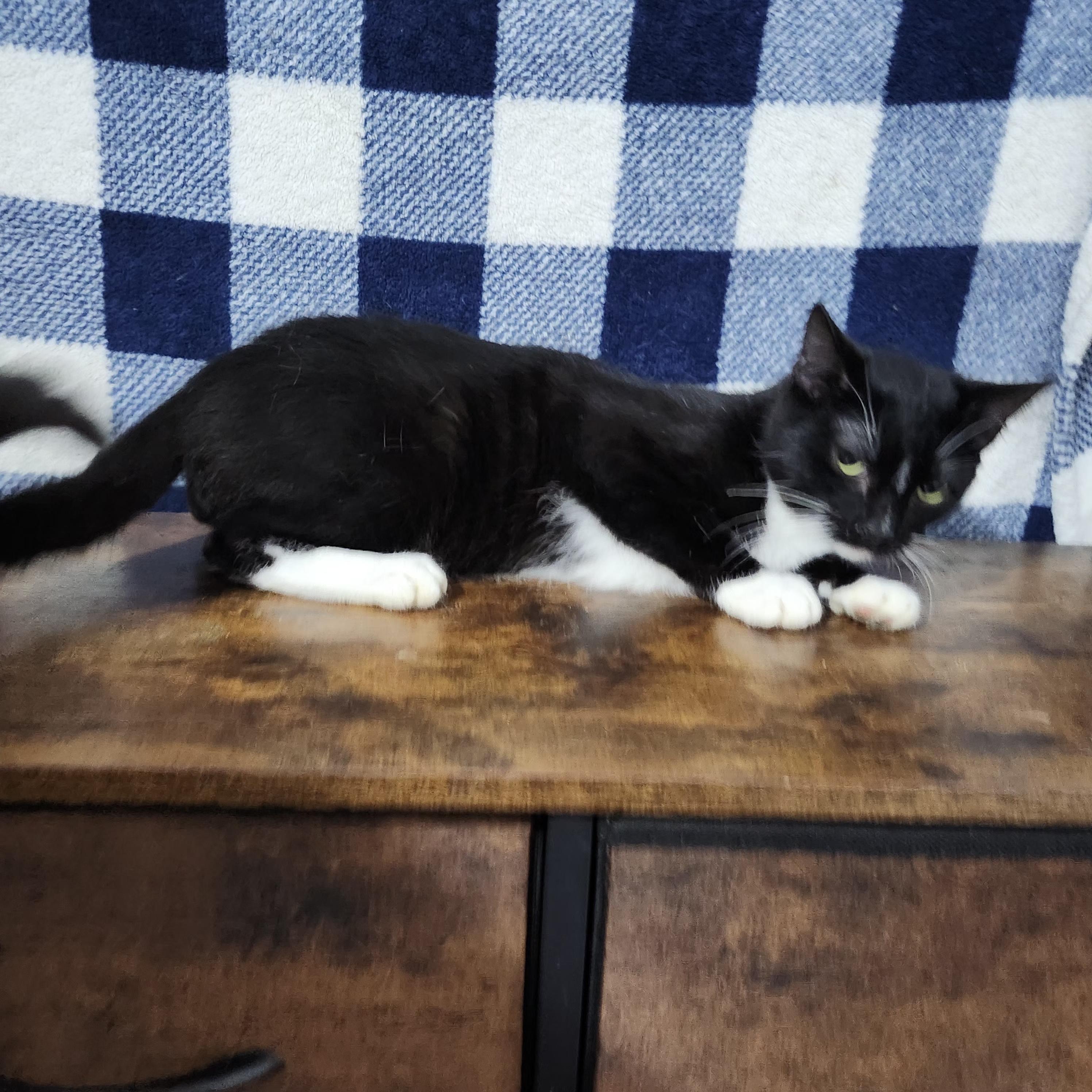 Mcracken, a Adoptable Domestic Short Hair in Long Beach, CA image 4/4