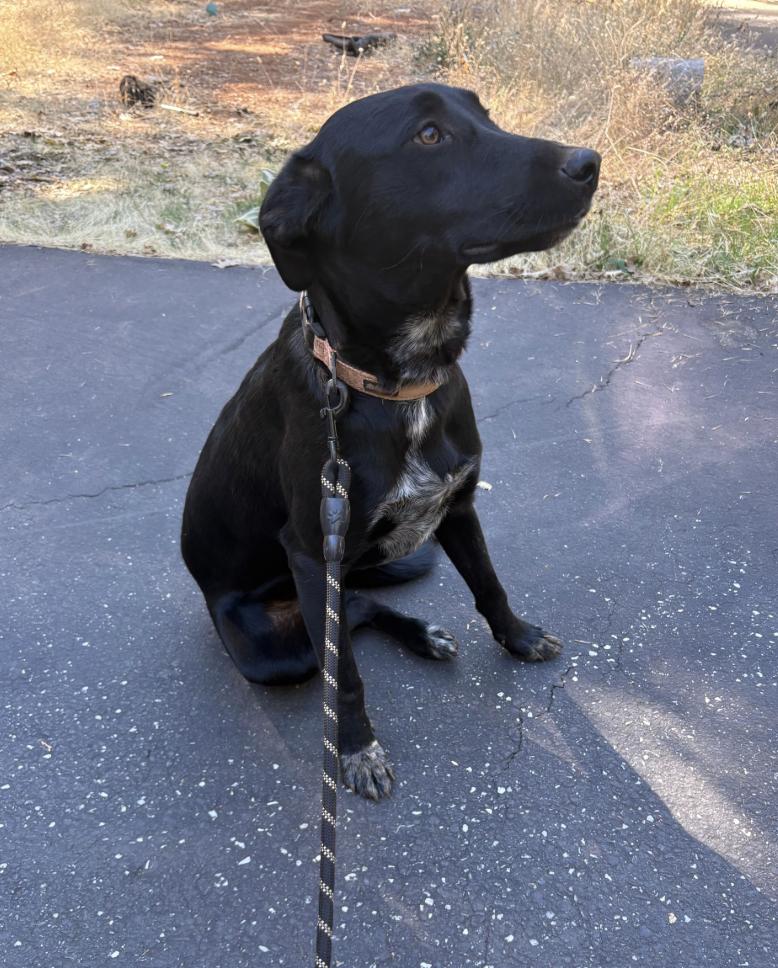 Enlarge Oreo, a Adoptable mixed breed in Davis, CA image 2/3