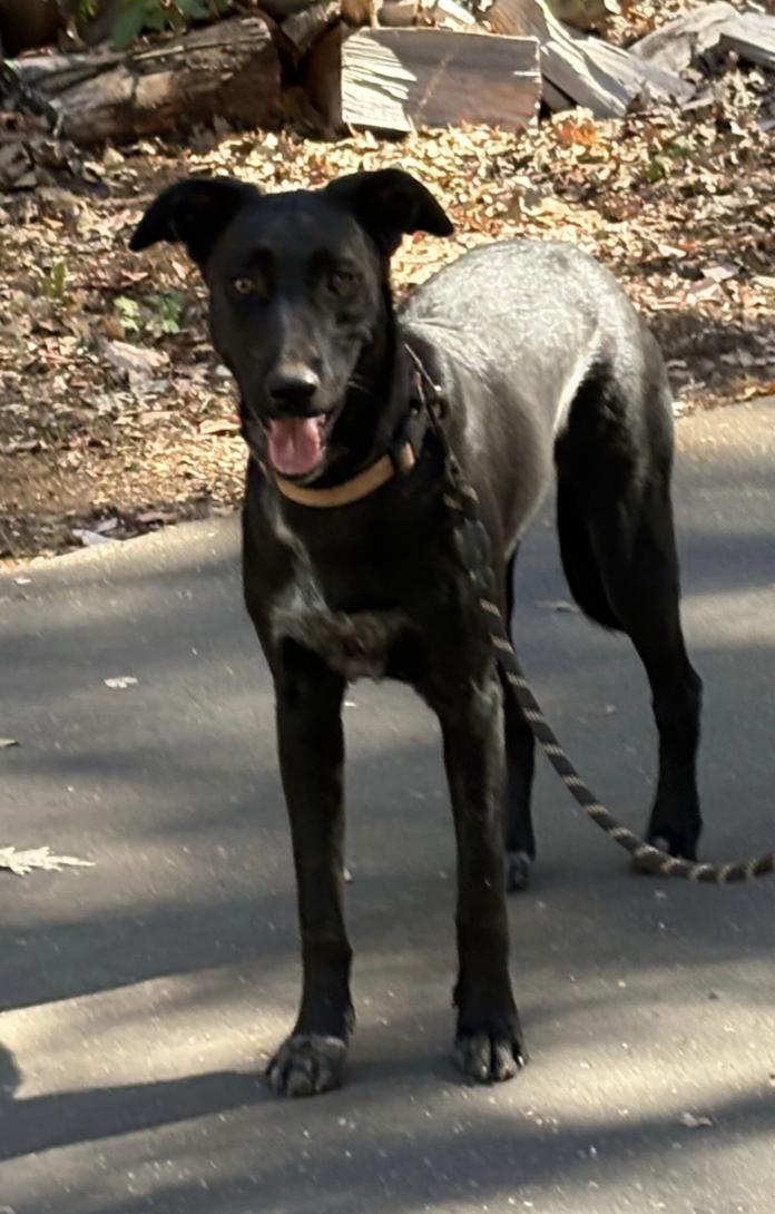 Enlarge Oreo, a Adoptable mixed breed in Davis, CA image 3/3