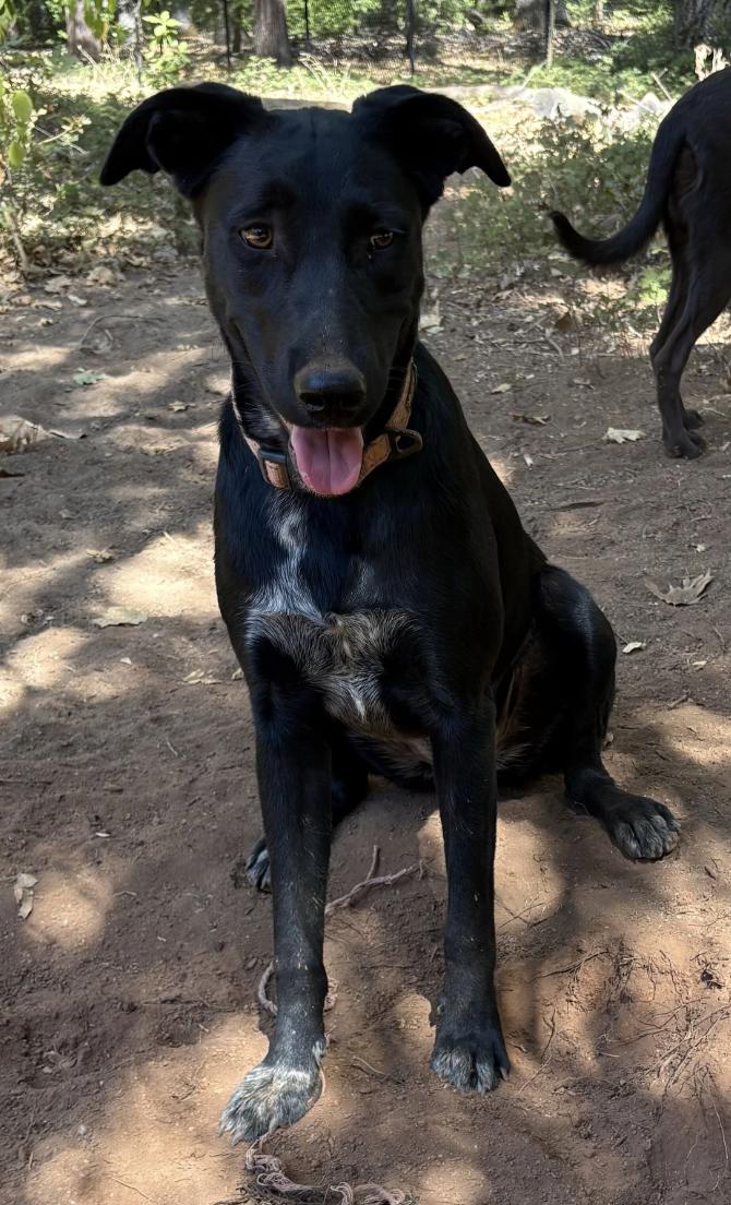 Enlarge Oreo, a Adoptable mixed breed in Davis, CA image 1/3