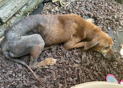 Enlarge Willow, a Adoptable mixed breed in Pearland, TX image 1/2