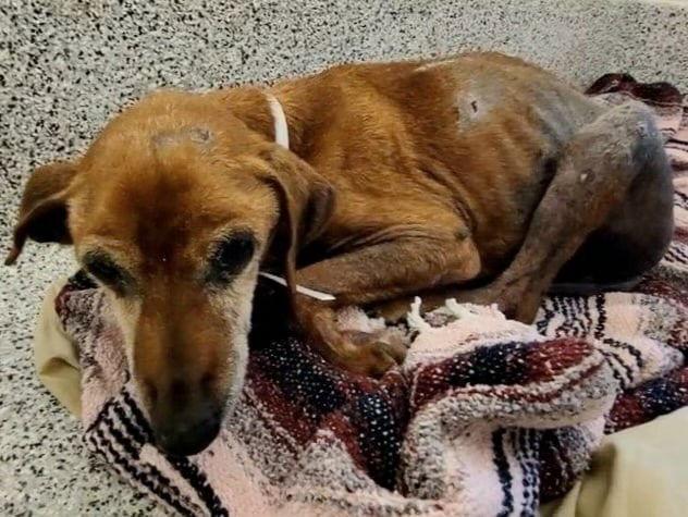 Enlarge Willow, a Adoptable mixed breed in Pearland, TX image 2/2