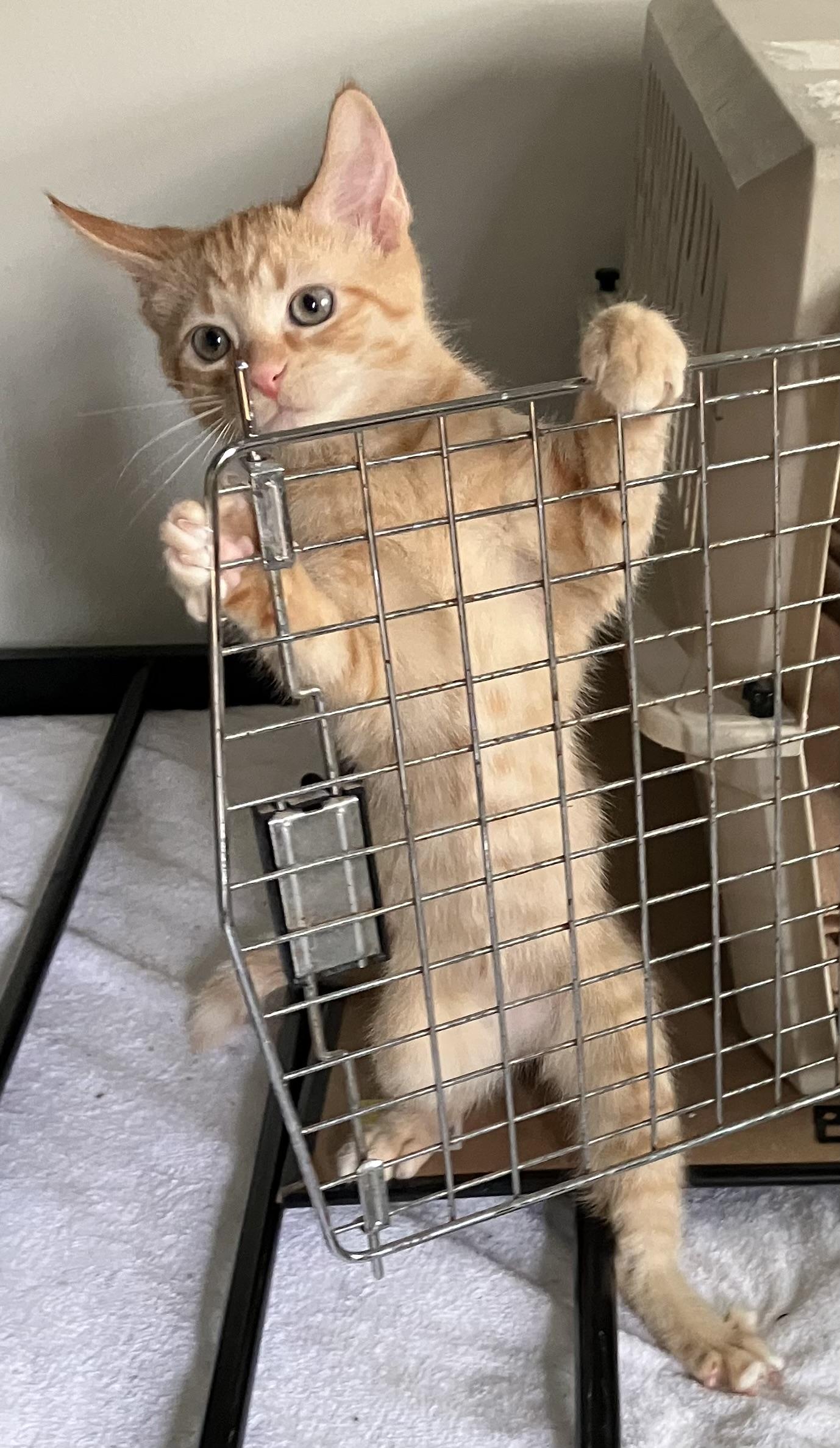 FINN