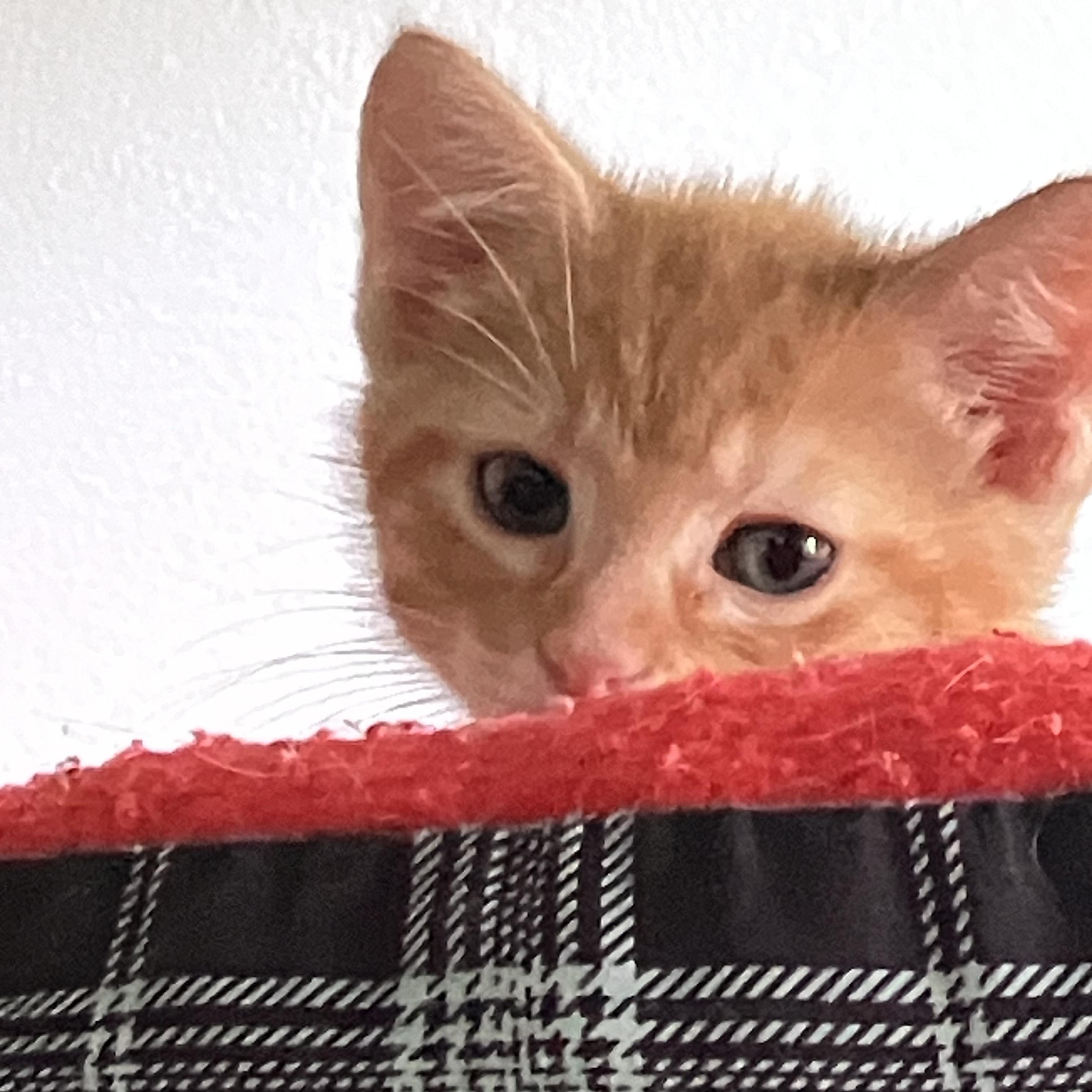 FINN