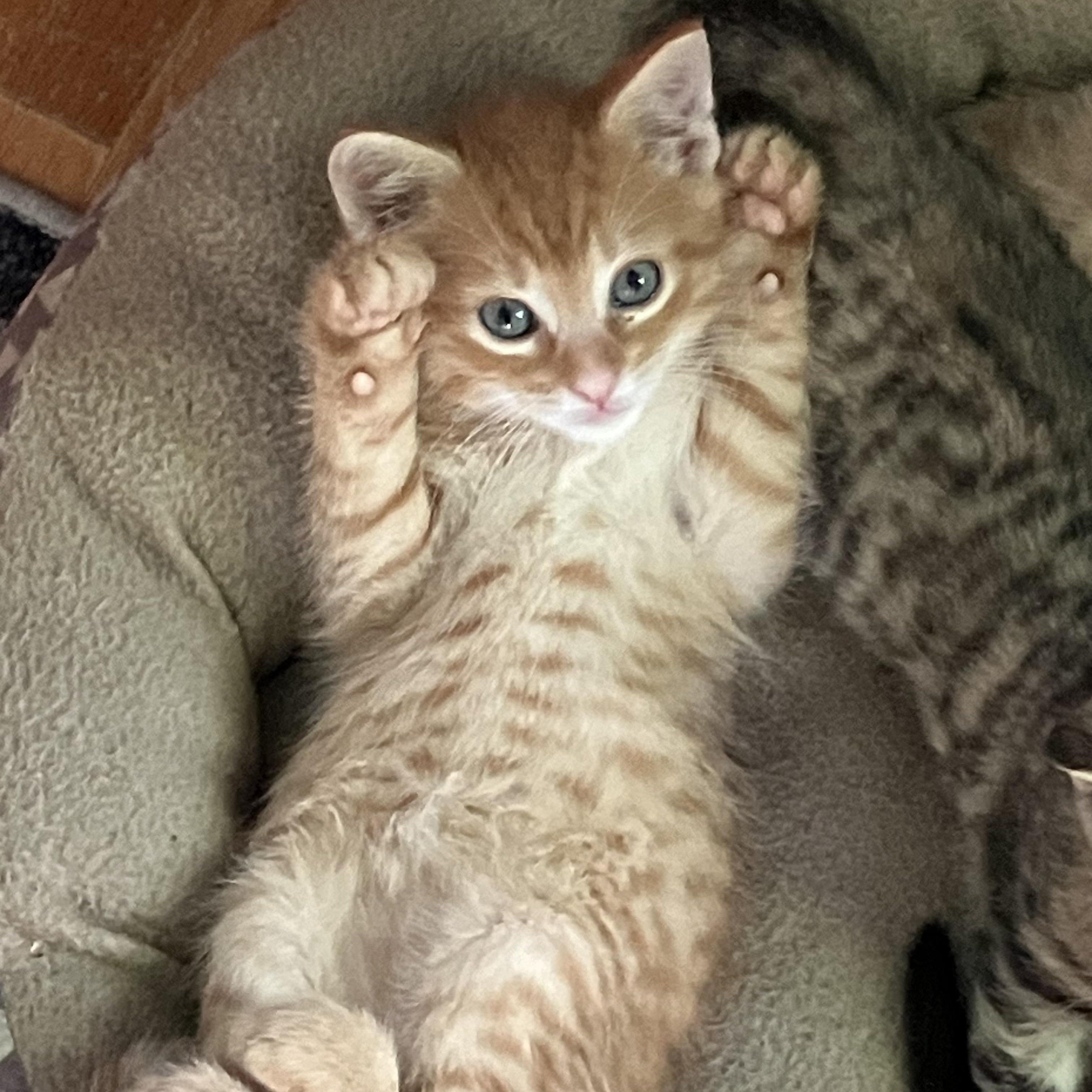 FINN