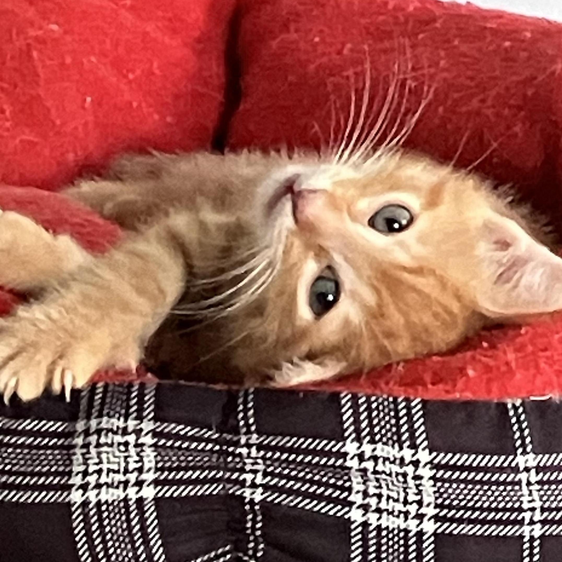FINN