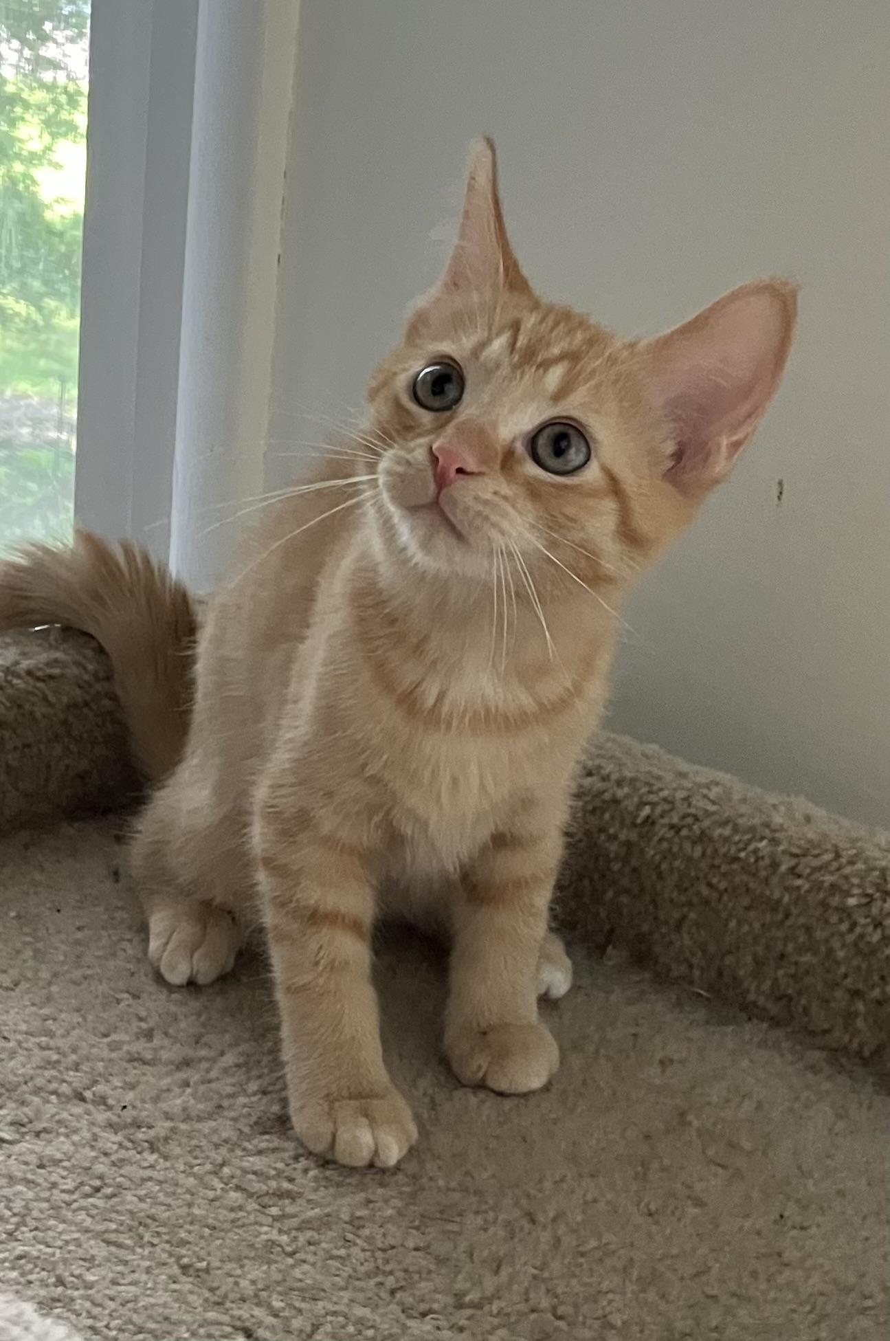 FINN
