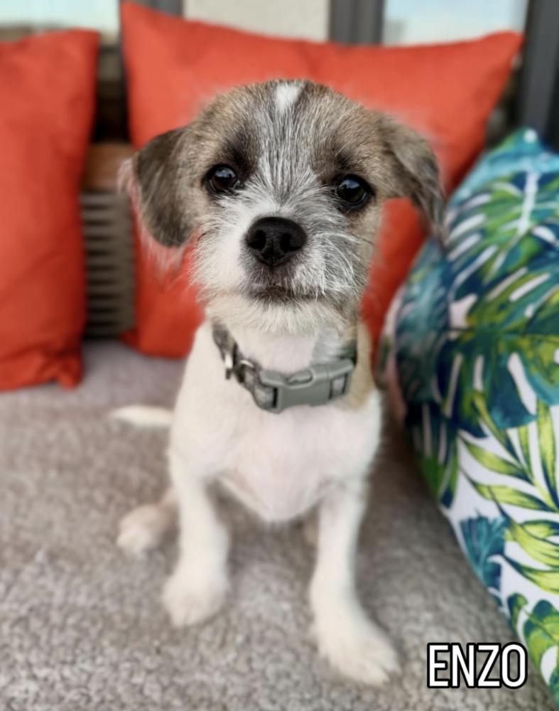 Enzo, Adoptable, Puppy Male Terrier.