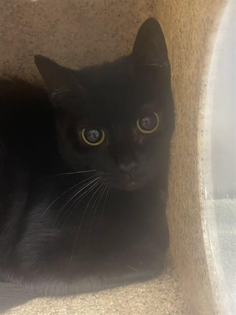 COCO, Adoptable, Adult Female Domestic Short Hair.