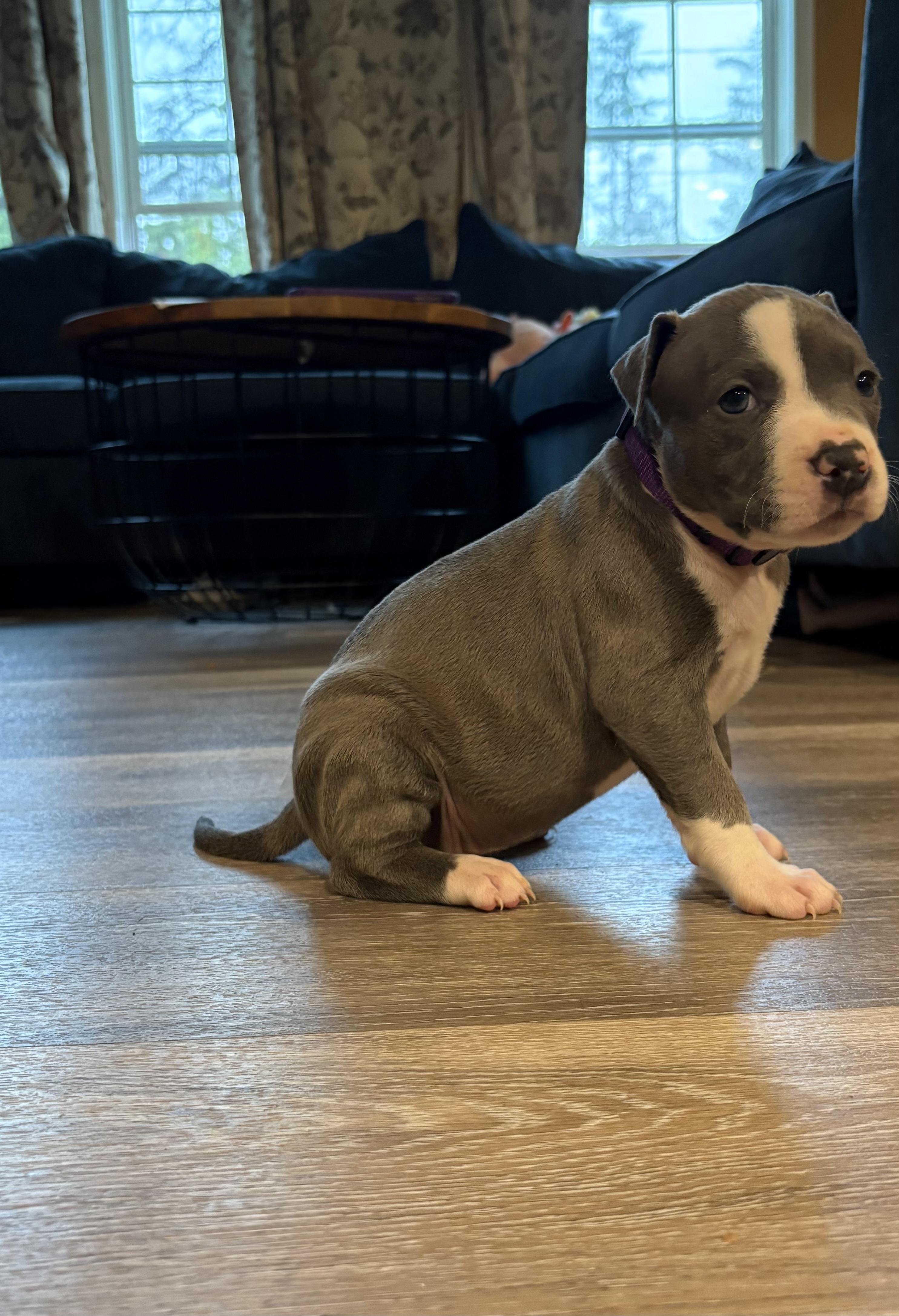Maple (Mama Glorias Cozy Crew litter), adopted, Puppy Female Bulldog & Pit Bull Terrier.