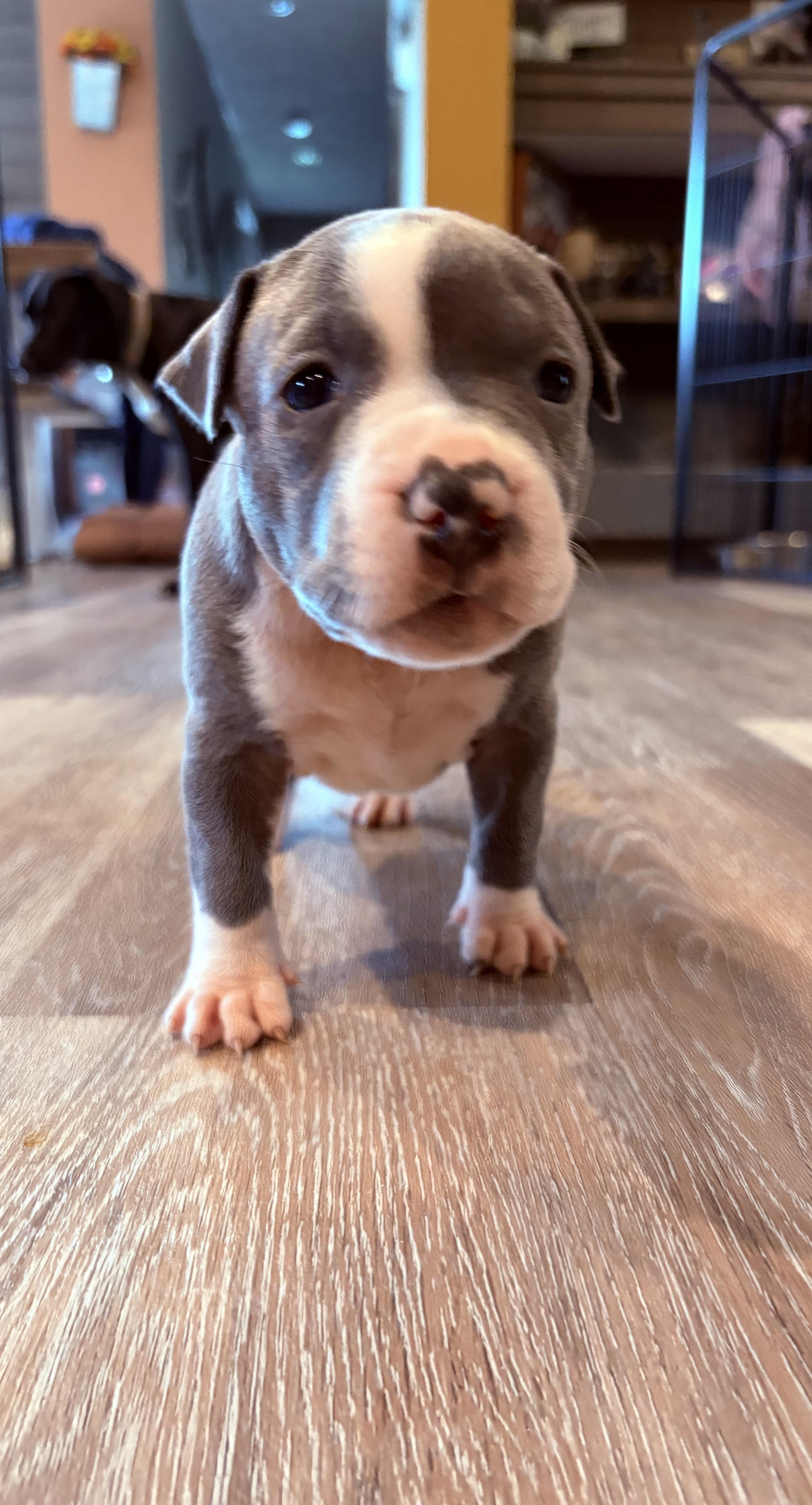 Enlarge Maple (Mama Glorias Cozy Crew litter), an adopted mixed breed in Purchase, NY image 3/6