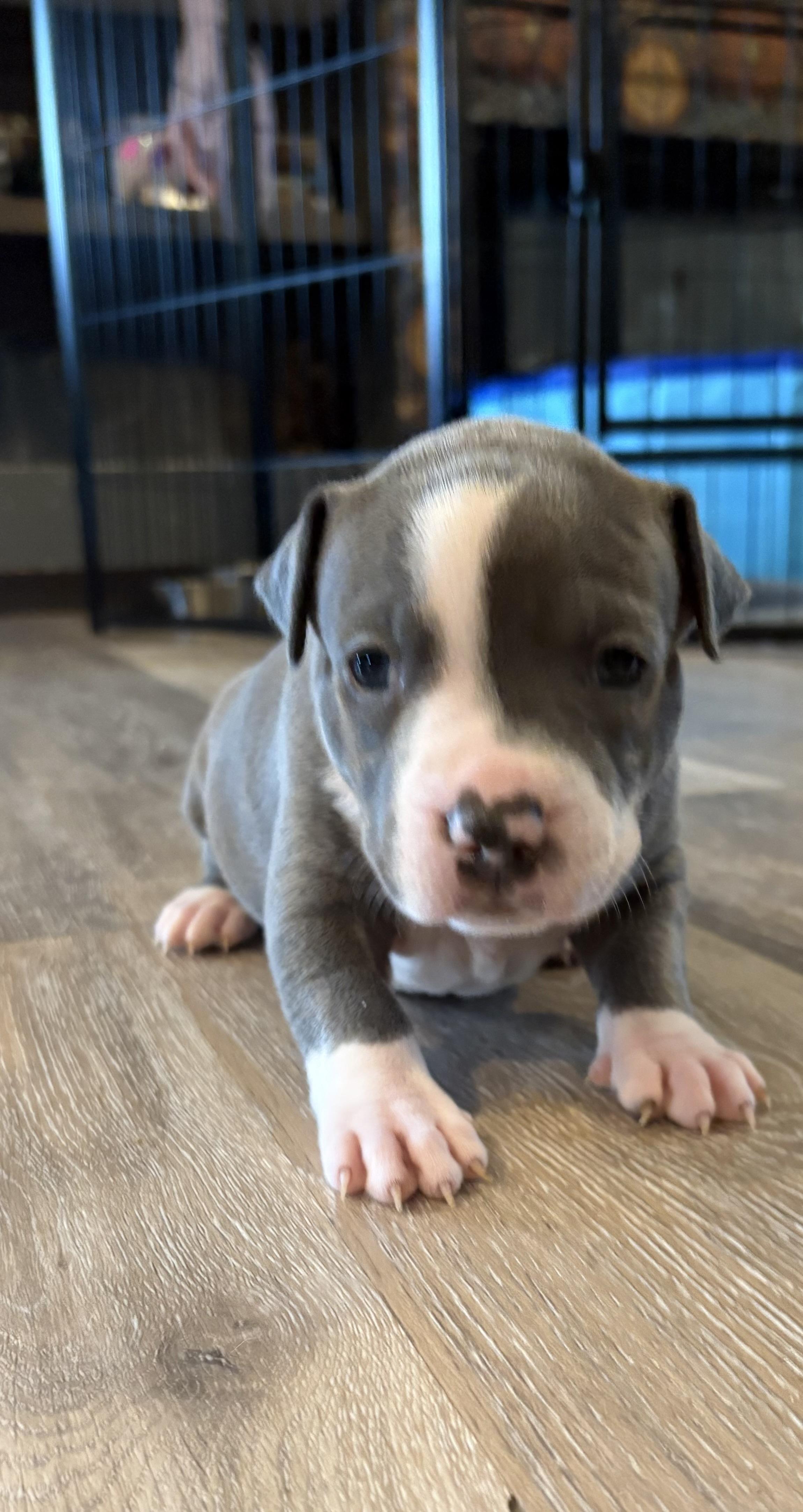 Enlarge Maple (Mama Glorias Cozy Crew litter), an adopted mixed breed in Purchase, NY image 5/6