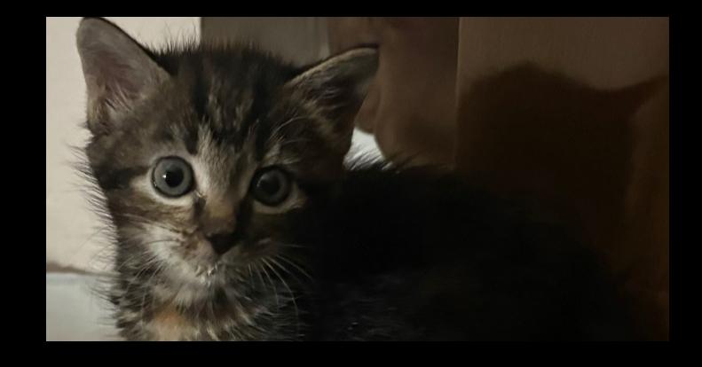 Chesapeake, Adoptable, Kitten Female Domestic Short Hair.