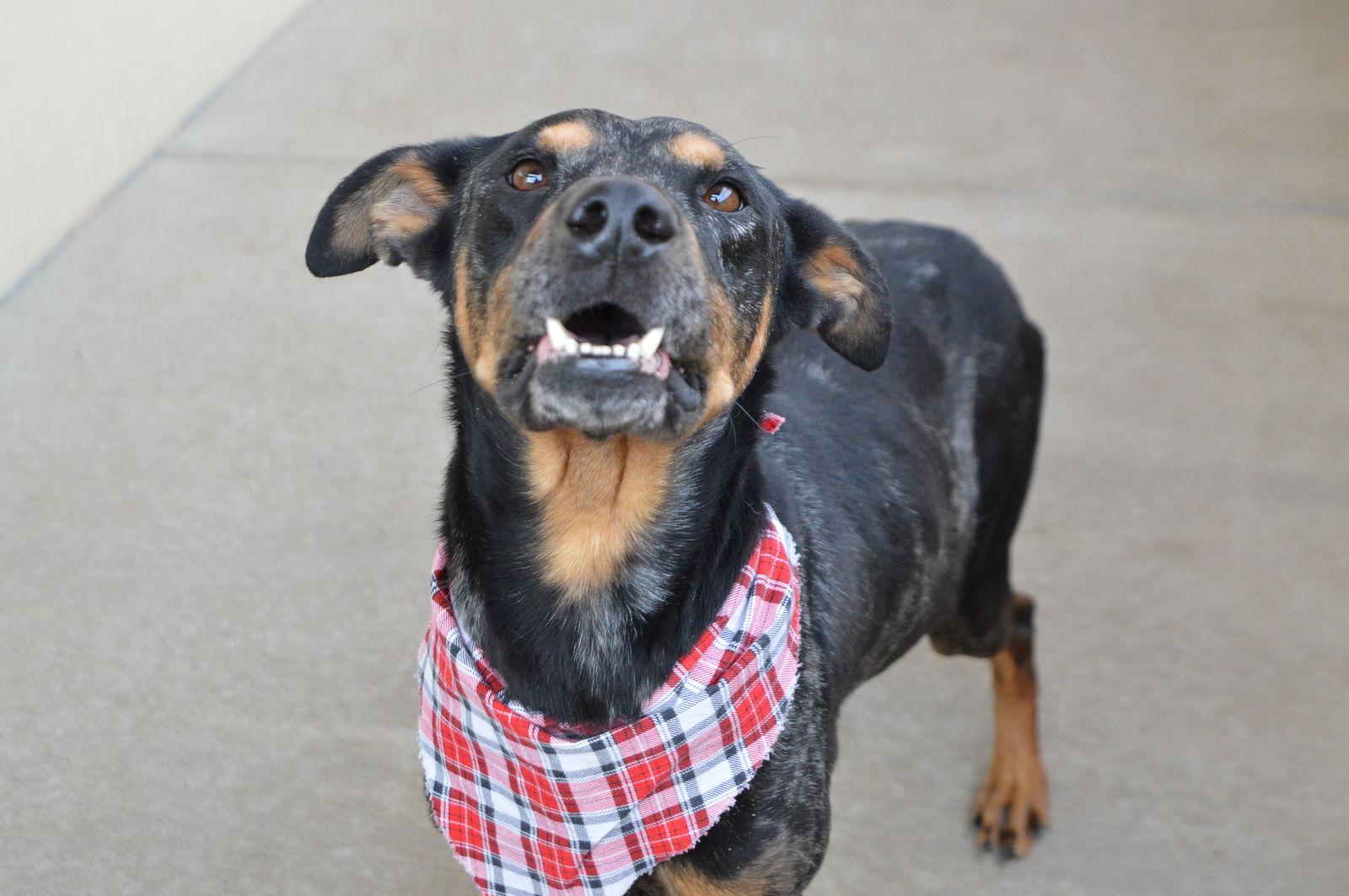 Enlarge Marlon, a Adoptable Catahoula Leopard Dog in McKinney, TX image 1/3