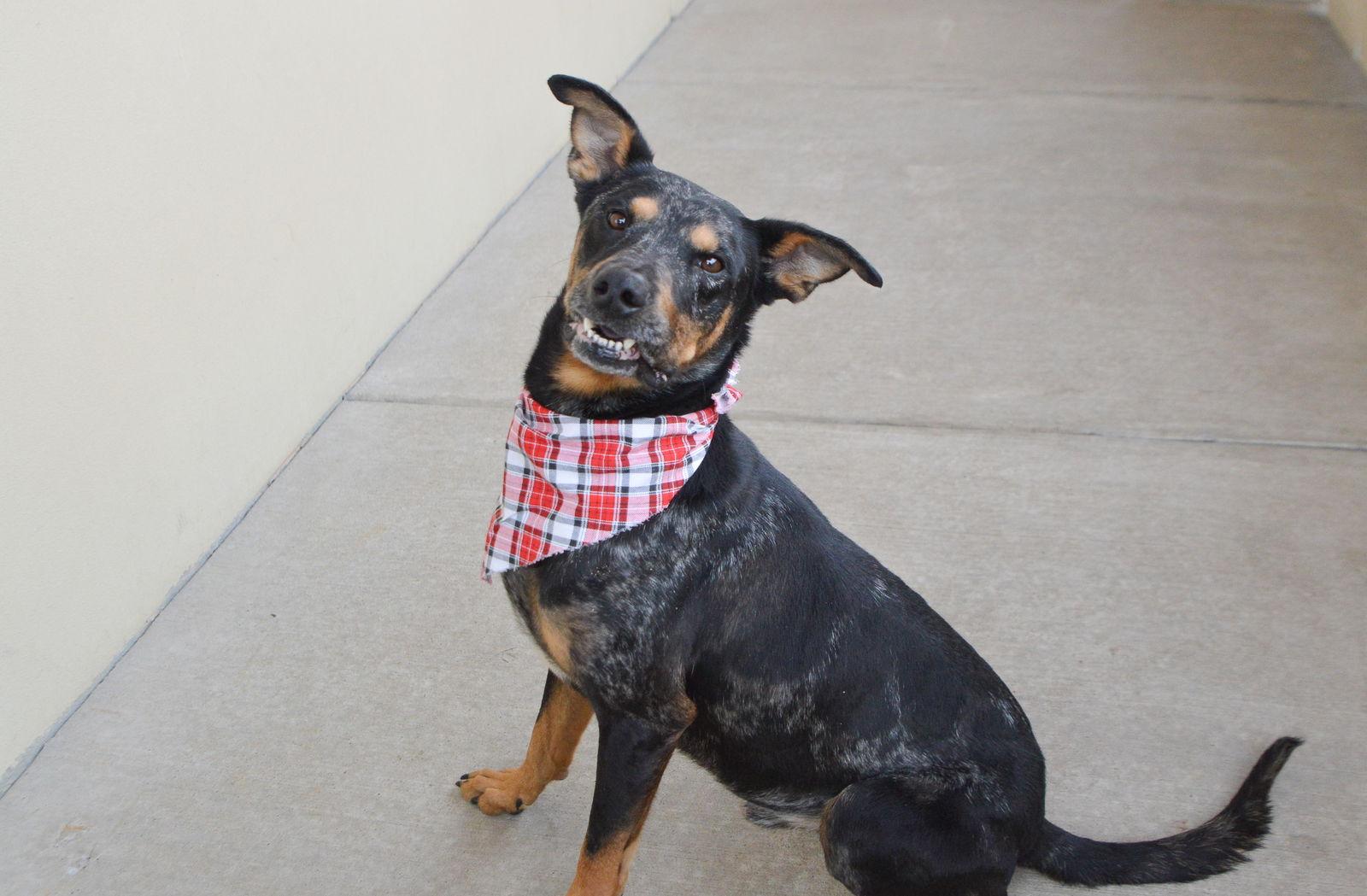 Enlarge Marlon, a Adoptable Catahoula Leopard Dog in McKinney, TX image 2/3