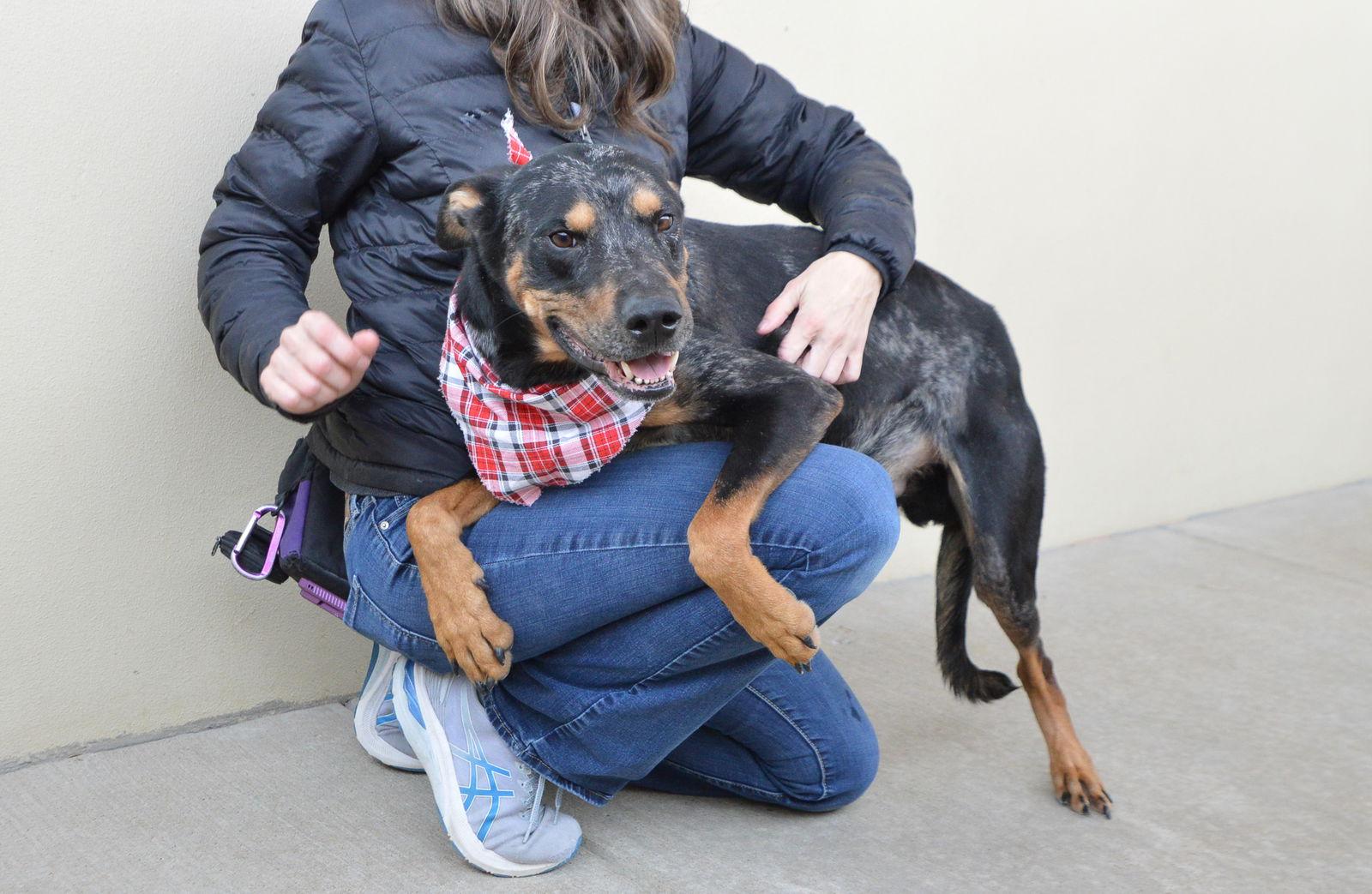 Enlarge Marlon, a Adoptable Catahoula Leopard Dog in McKinney, TX image 3/3