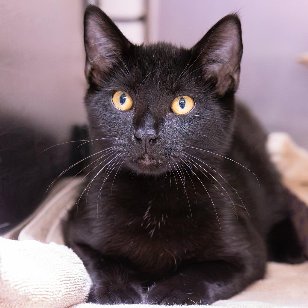 Cauldron Bubble, Adoptable, Young Male Domestic Short Hair.