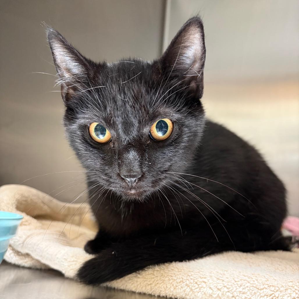 Enlarge Cauldron Bubble, a Adoptable Domestic Short Hair in Mentor, OH image 2/3