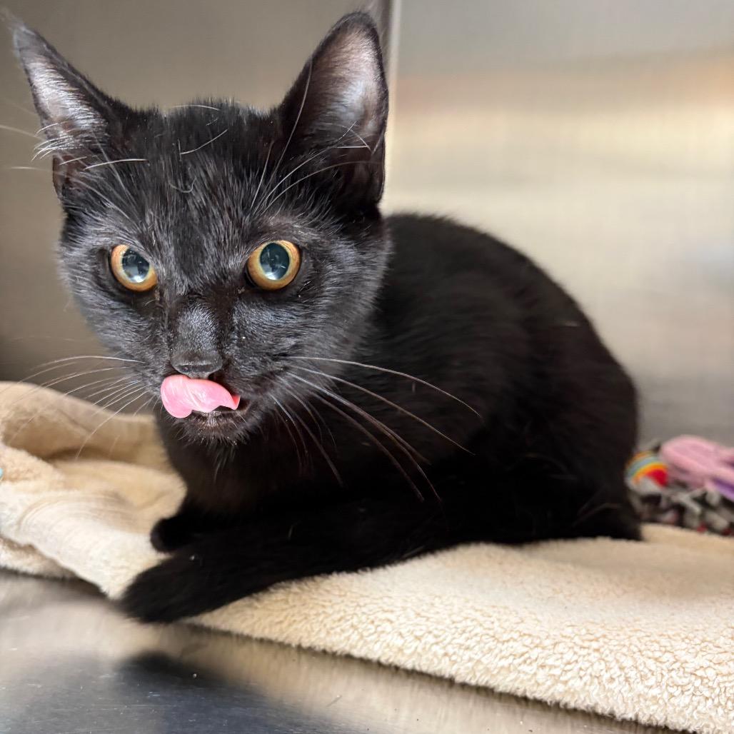 Enlarge Cauldron Bubble, a Adoptable Domestic Short Hair in Mentor, OH image 3/3
